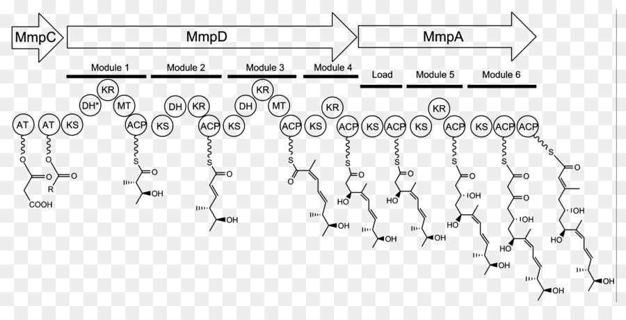 Mupirocin, Biosintesis, Asil Pembawa Protein Gambar Png