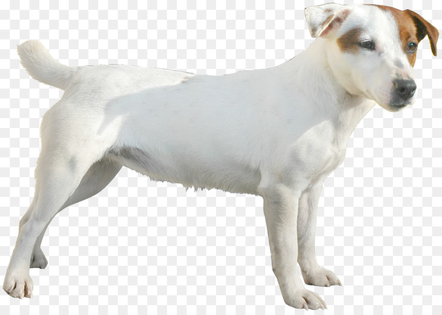 Anjing，Peliharaan PNG