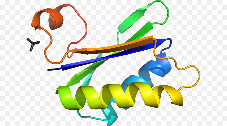 Struktur Protein，Molekul PNG