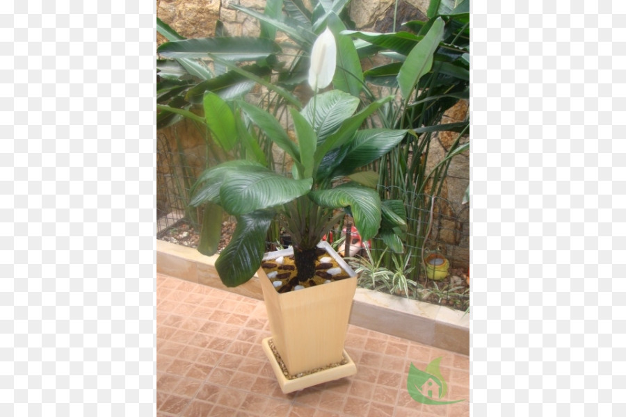 Spathiphyllum Wallisii，Pot Bunga PNG