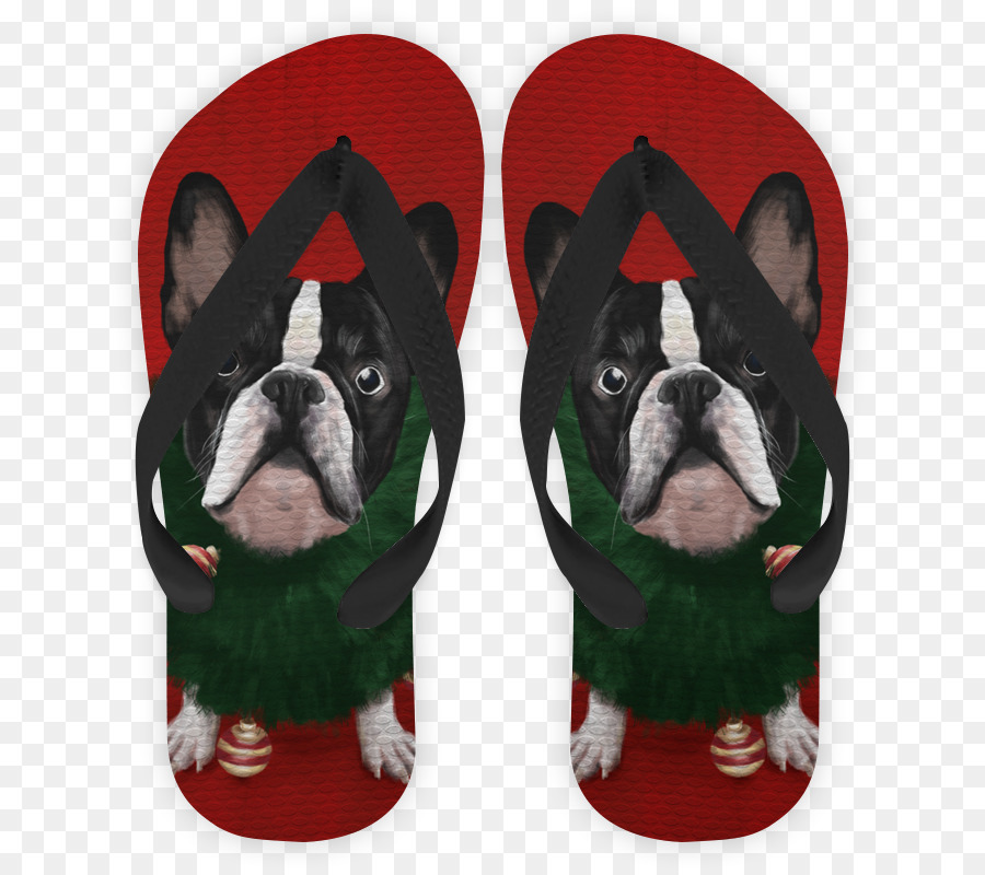 Boston Terrier，Anjing Berkembang Biak PNG