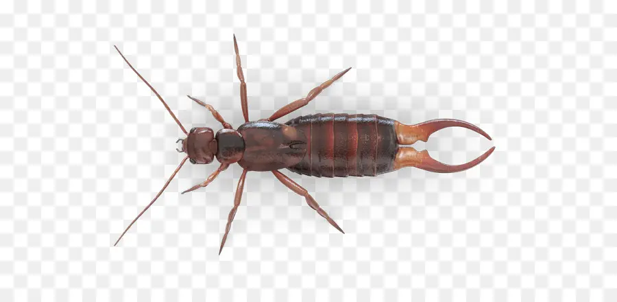 Earwig，Serangga PNG