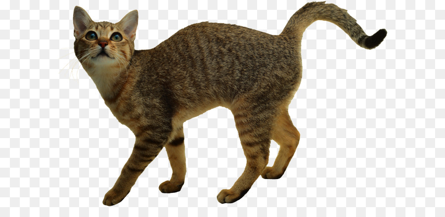 Kucing Coklat，Kucing PNG