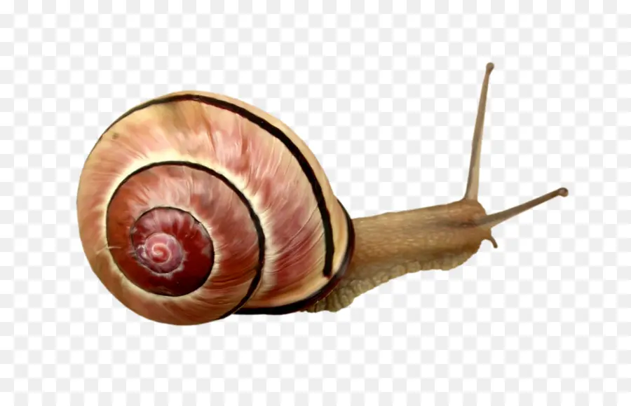 Siput，Moluska PNG