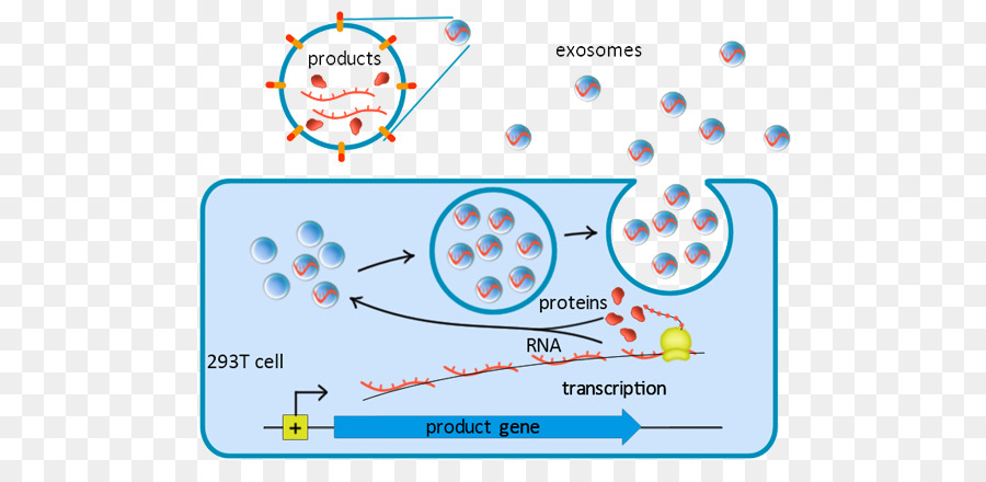 Diagram Transkripsi Gen，Biologi PNG