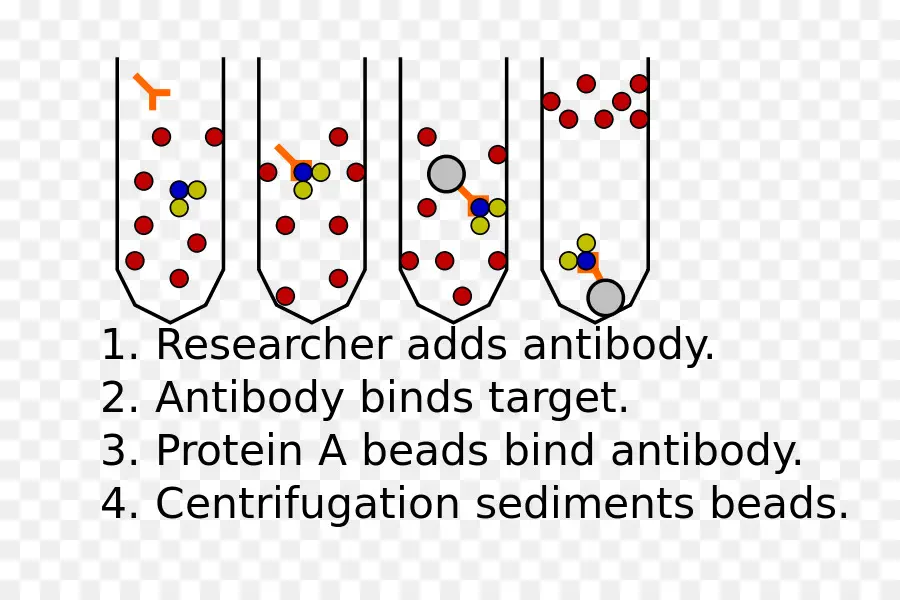 Tabung Sentrifugasi，Antibodi PNG