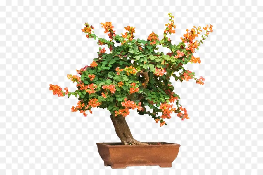 Pohon Bonsai，Bunga PNG