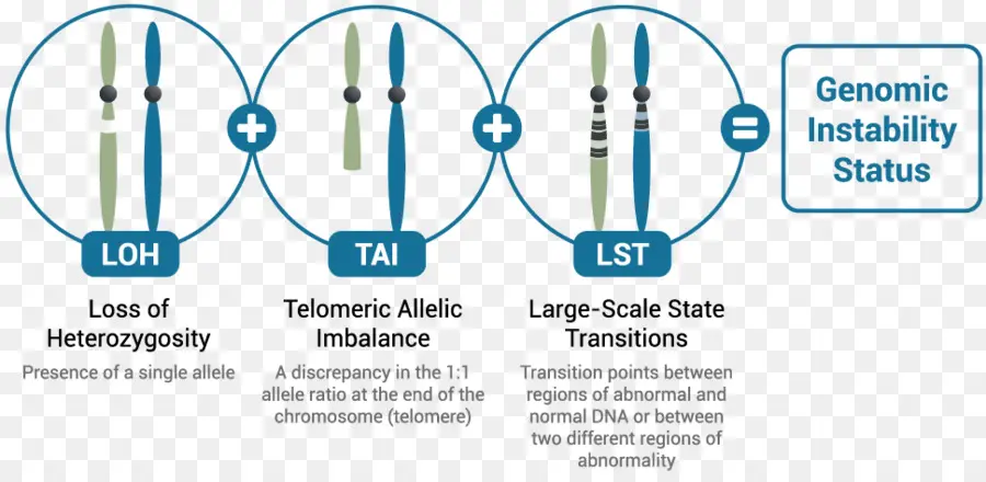 Ketidakstabilan Genomik，Kromosom PNG