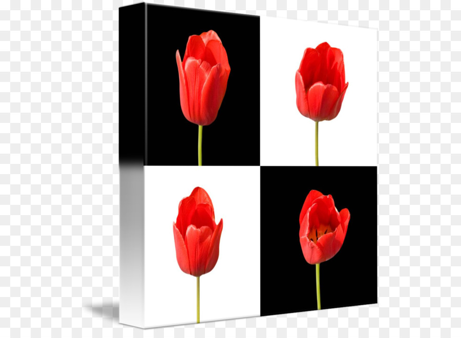 Tulip，Bunga PNG