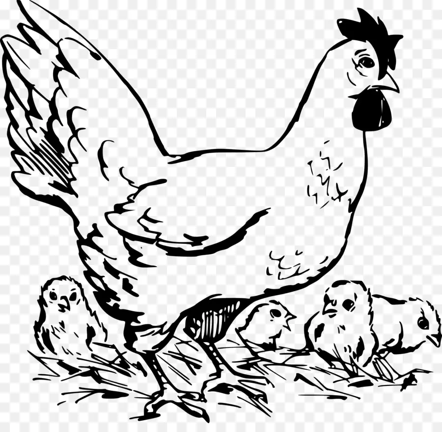 Dorking Ayam，Ayam PNG