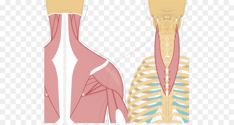 Splenius Cervicis Otot，Splenius Capitis Otot PNG