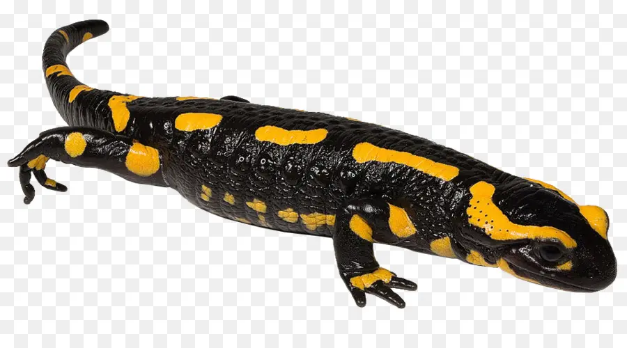 Newt，Salamander Api PNG