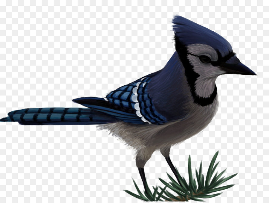 Blue Jay，Burung PNG