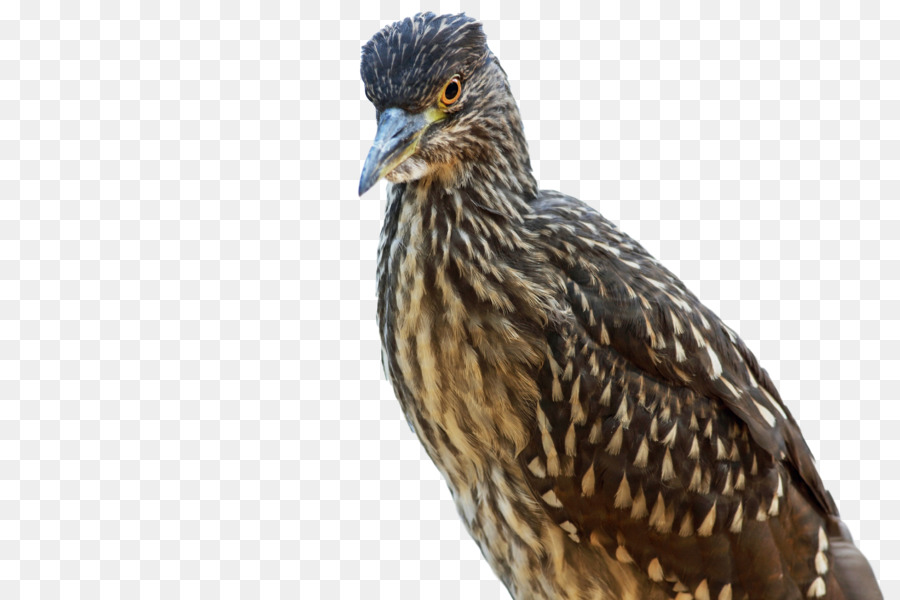 Paruh，Burung PNG