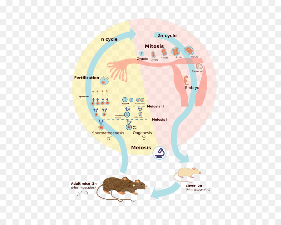 Diagram Meiosis，Meiosis PNG