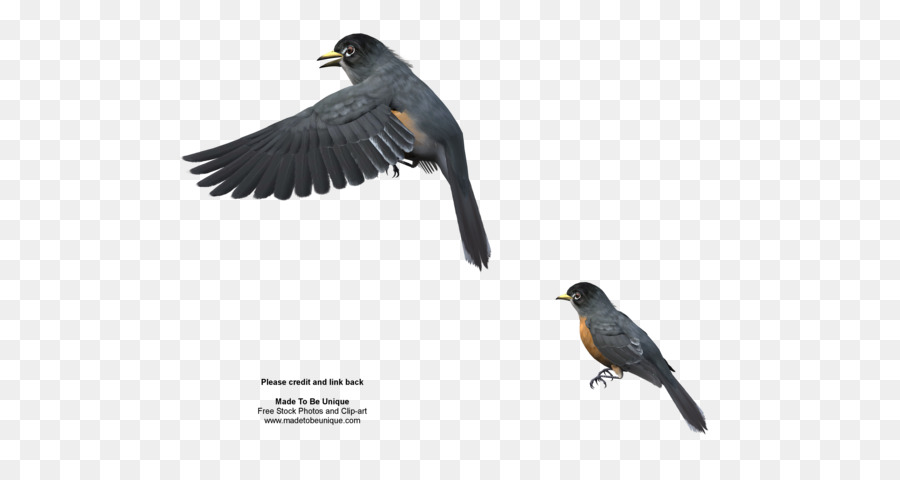 Burung，Eropa Robin PNG