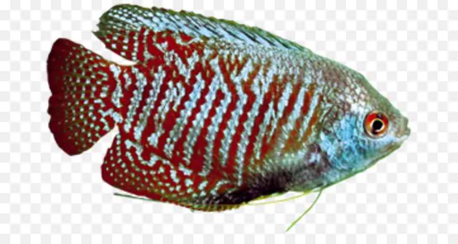 Ikan，Akuatik PNG