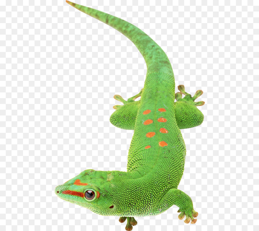 Kadal Bunglon  Reptil gambar png