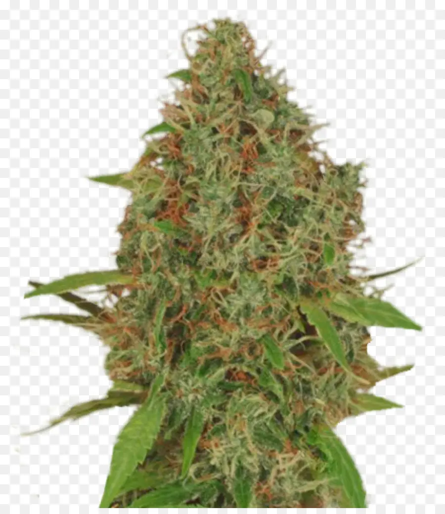 Bud Ganja，Ganja PNG