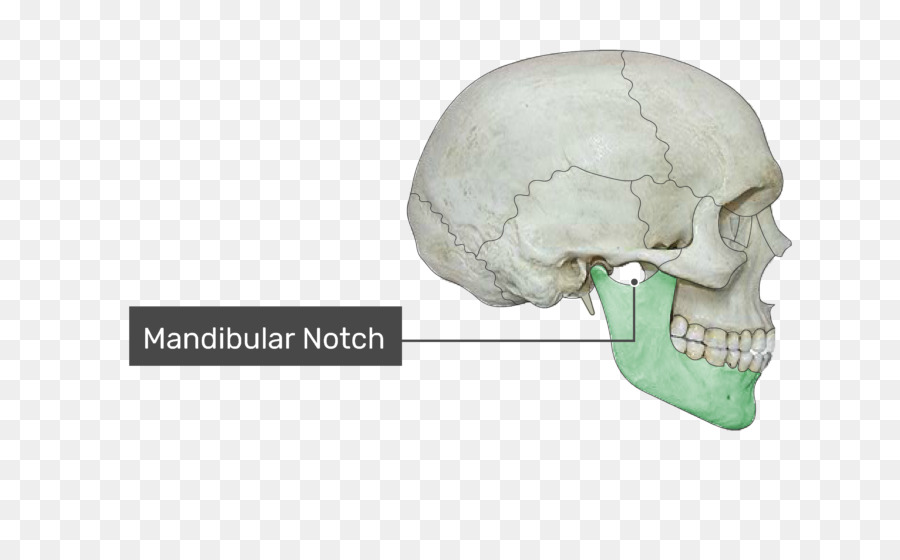 Zygomatic Proses Dari Tulang Temporal，Tulang Zygomatic PNG