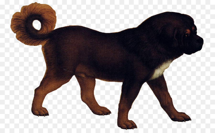 Tibet Mastiff，Anjing PNG