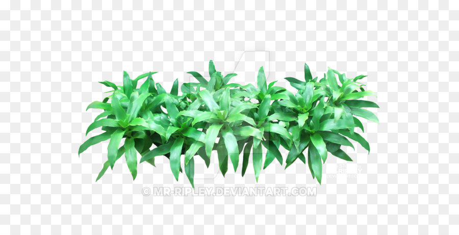 Daun，Pot Bunga PNG