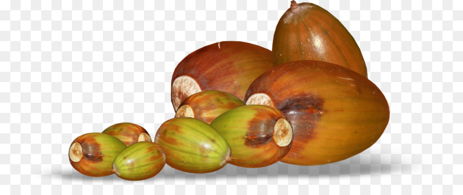 Acorn，Oak PNG