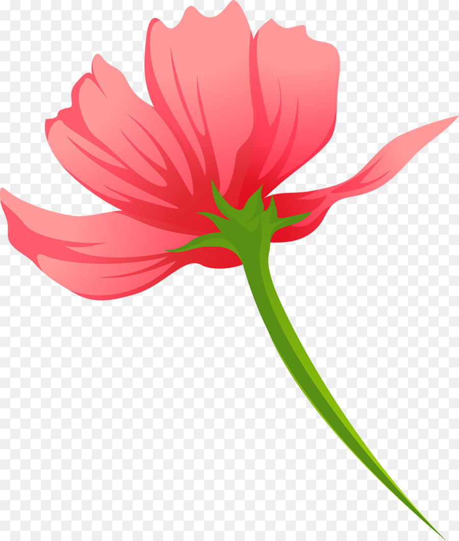 Tulip，Bunga Potong PNG