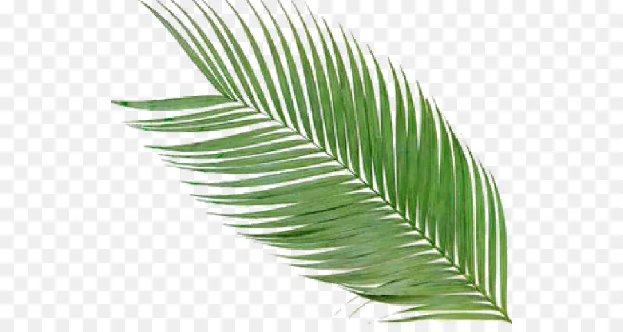 Arecaceae，Pakis PNG
