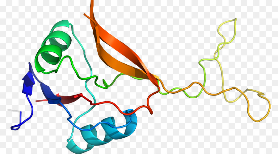 Struktur Protein，Biologi PNG