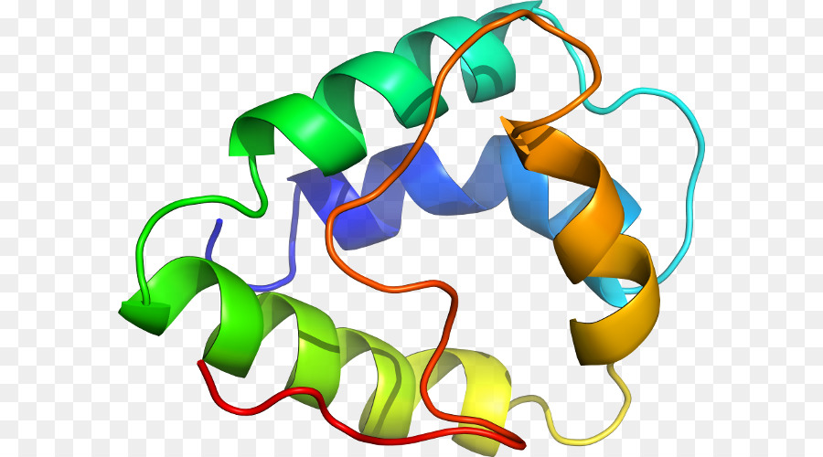 Struktur Protein，Molekul PNG