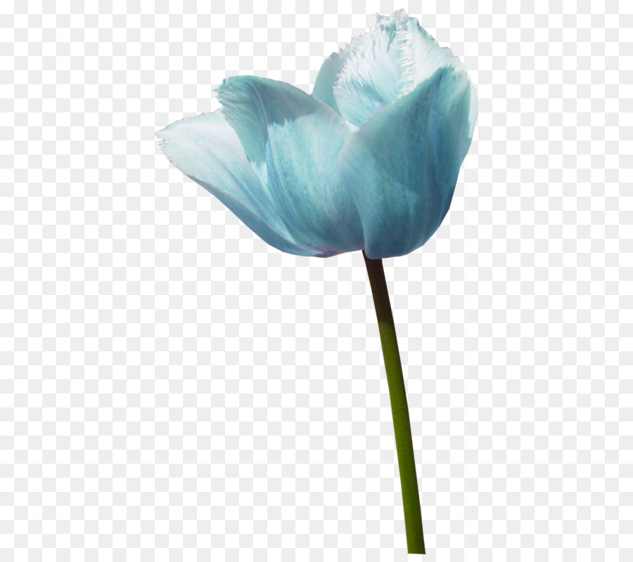 Wow 24 Gambar Bunga Tulip Biru  Gambar Bunga  Indah