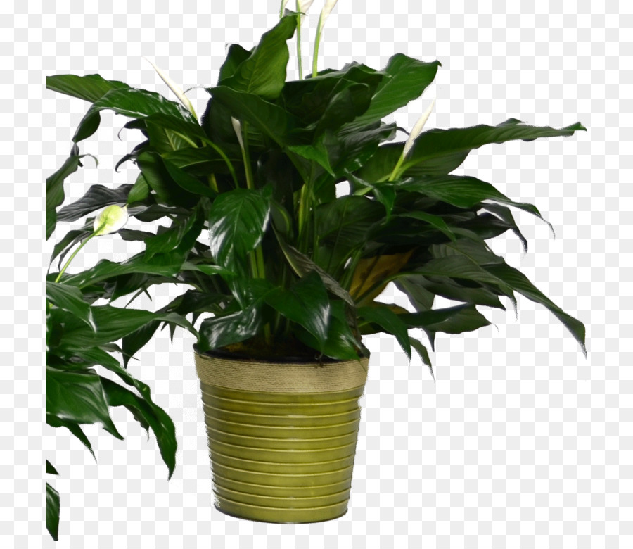 Perdamaian Lily，Pot Bunga PNG