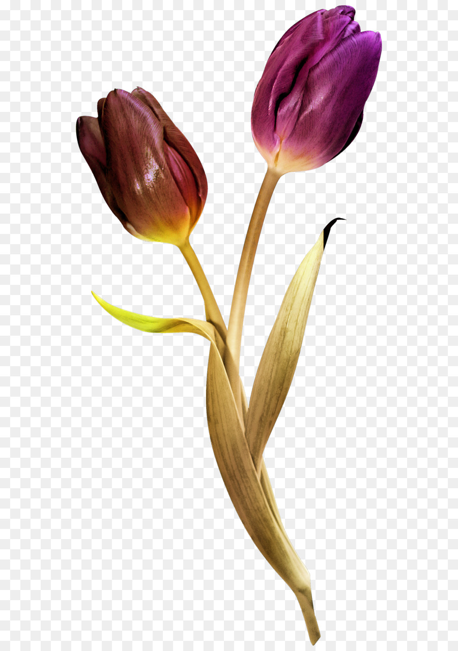 Tulip Ungu，Tangkai PNG