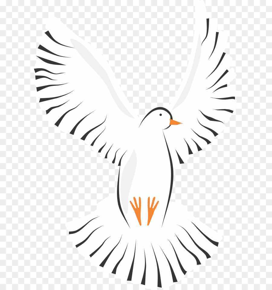 Columbiformes，Homing Pigeon PNG