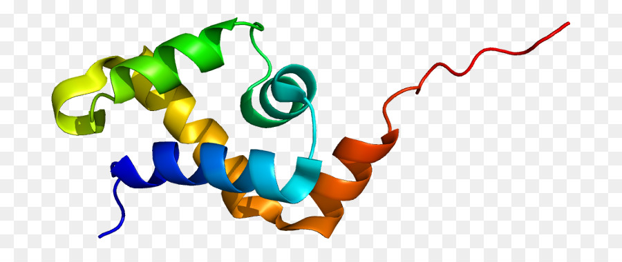 Satb1，Protein PNG
