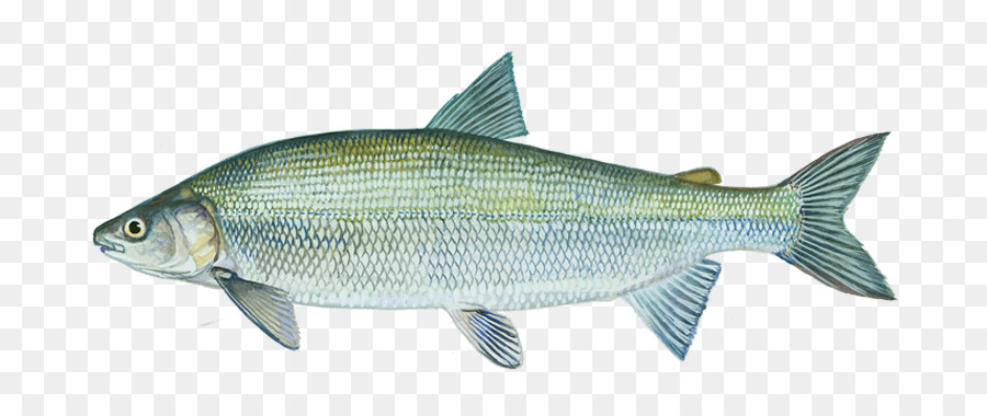 Ikan，Akuatik PNG