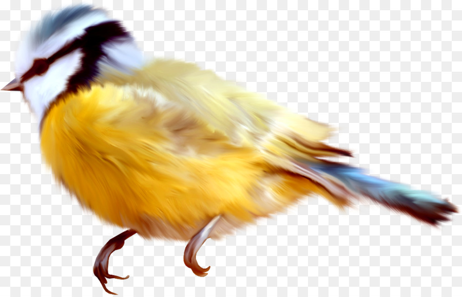 Burung Kuning Dan Biru，Bulu PNG