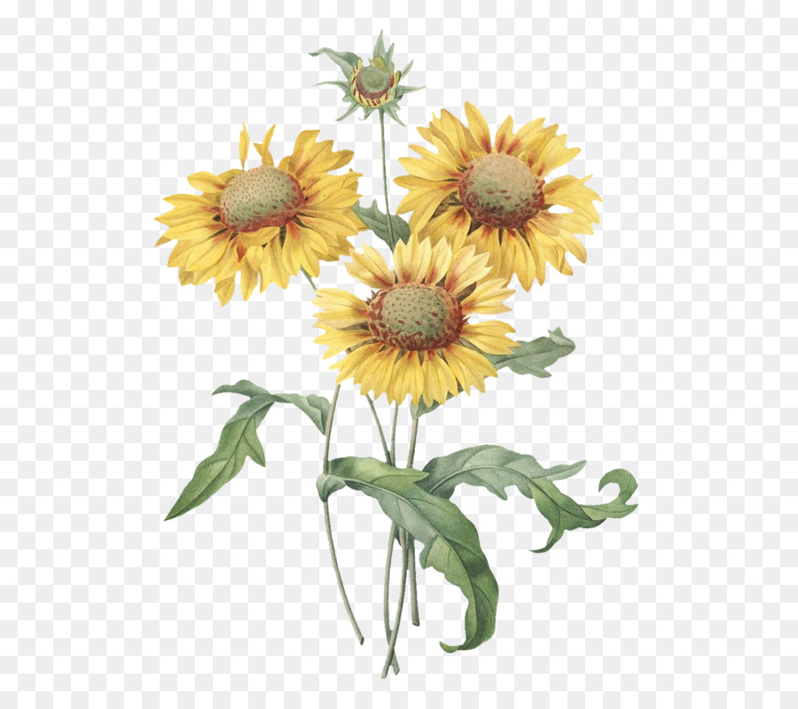 Ilustrasi Botani Umum Bunga Matahari Seni Grafis Gambar Png