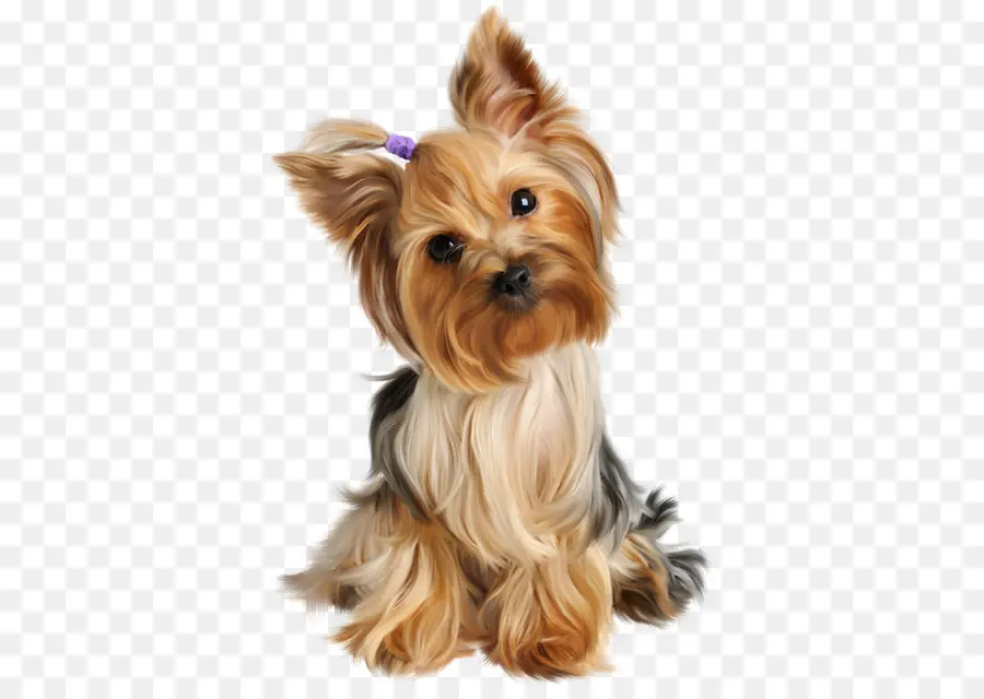 Yorkshire Terrier，Peliharaan PNG