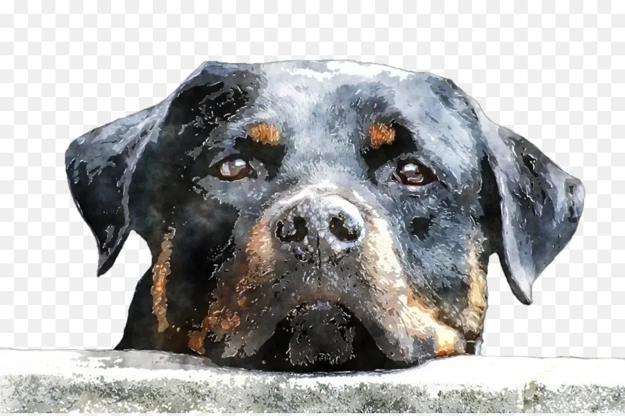 Rottweiler，Anjing PNG