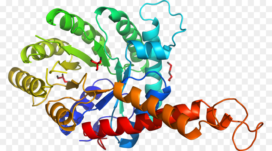 Struktur Protein，Molekul PNG