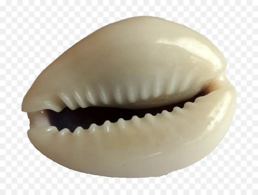 Cangkang Cowrie，Laut PNG