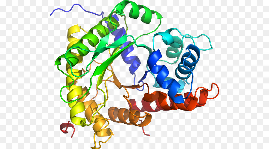 Struktur Protein，Molekul PNG