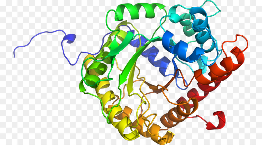 Struktur Protein，Molekul PNG