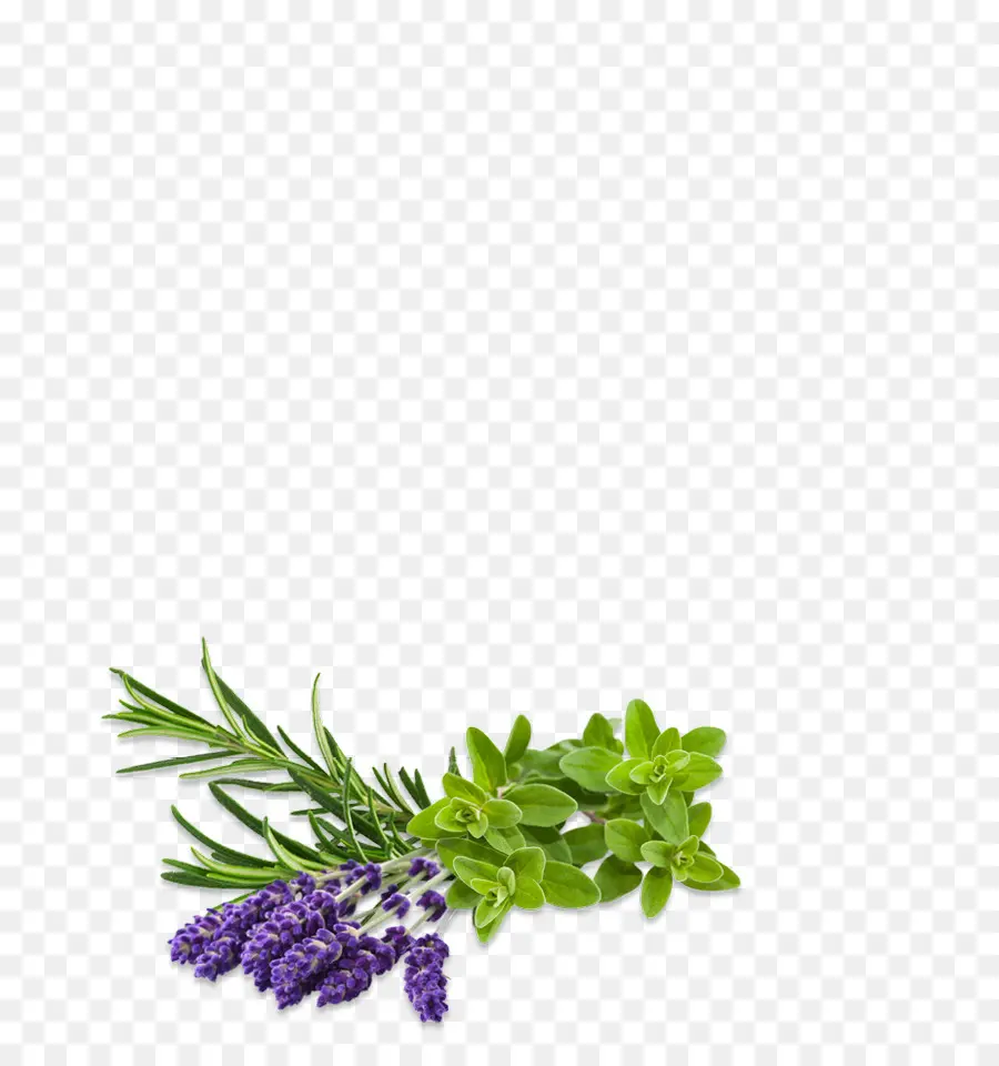 Herbal，Warna Lembayung Muda PNG