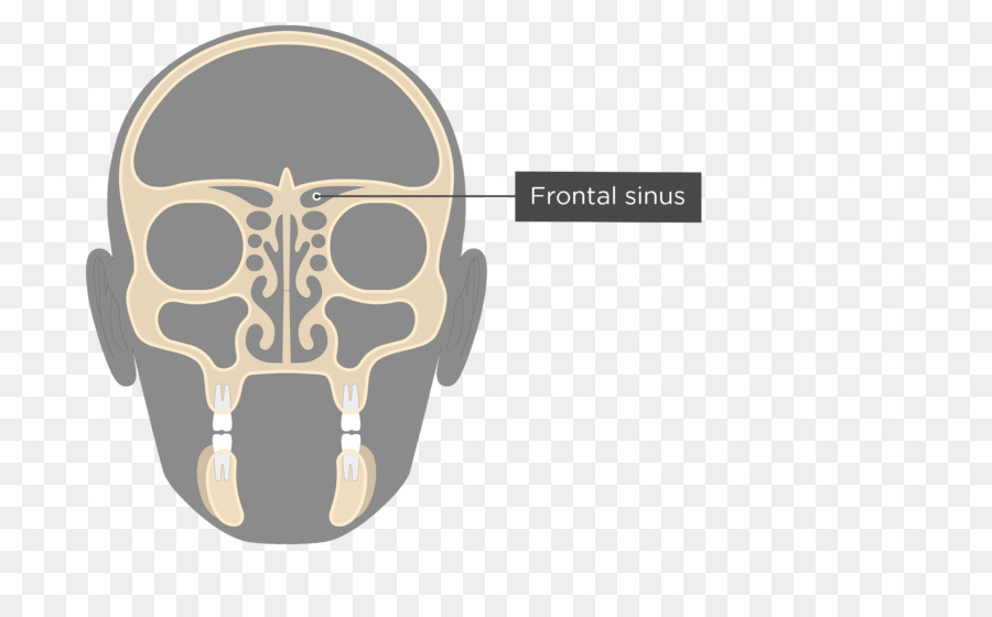 Sinus，Tulang Ethmoid PNG