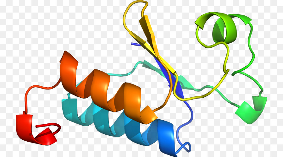 Struktur Protein，Molekul PNG