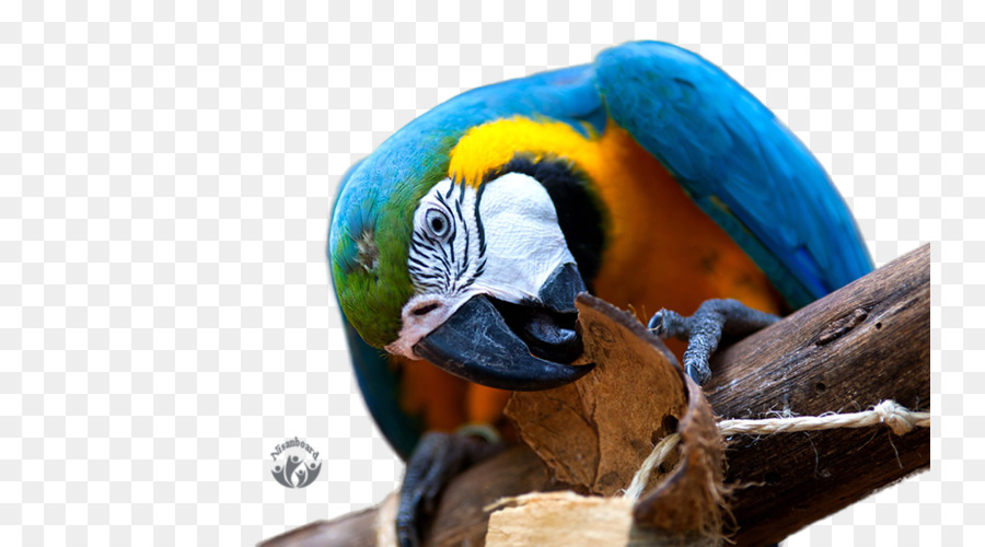 Burung Beo，Desktop Wallpaper PNG