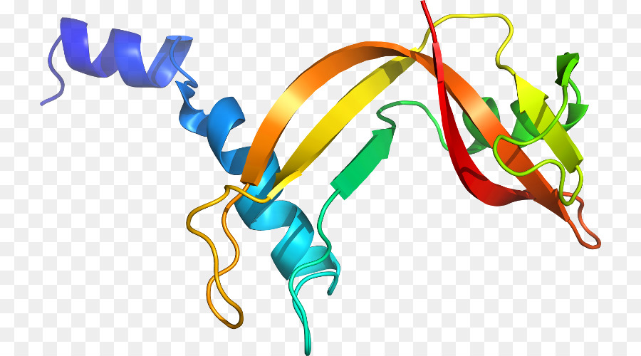 Struktur Protein，Biologi PNG